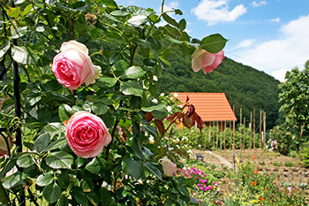 Herrlicher Bauerngarten