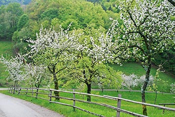 Frühling auf dem Bernhardenhof