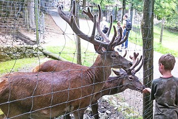 Wild- und Freizeitpark Steinwasen