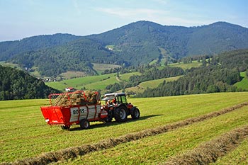 Sommer auf dem Bernhardenhof