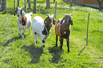 Unsere Ziegen sind sehr neugierig