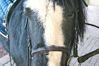 Lust auf einen kleinen Ausritt?