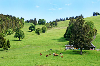 Ruhe mitten in der Natur